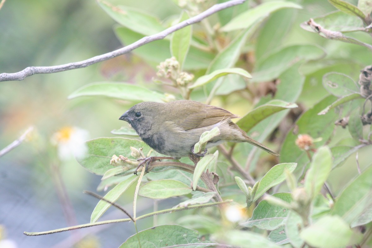 ニショクコメワリ - ML644715206