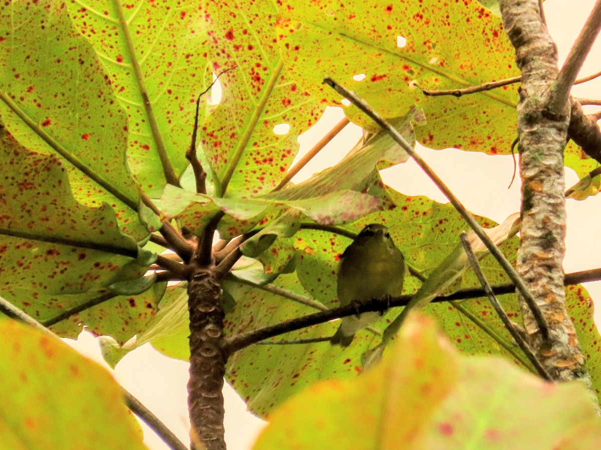 Червоїд світлобровий - ML644715215