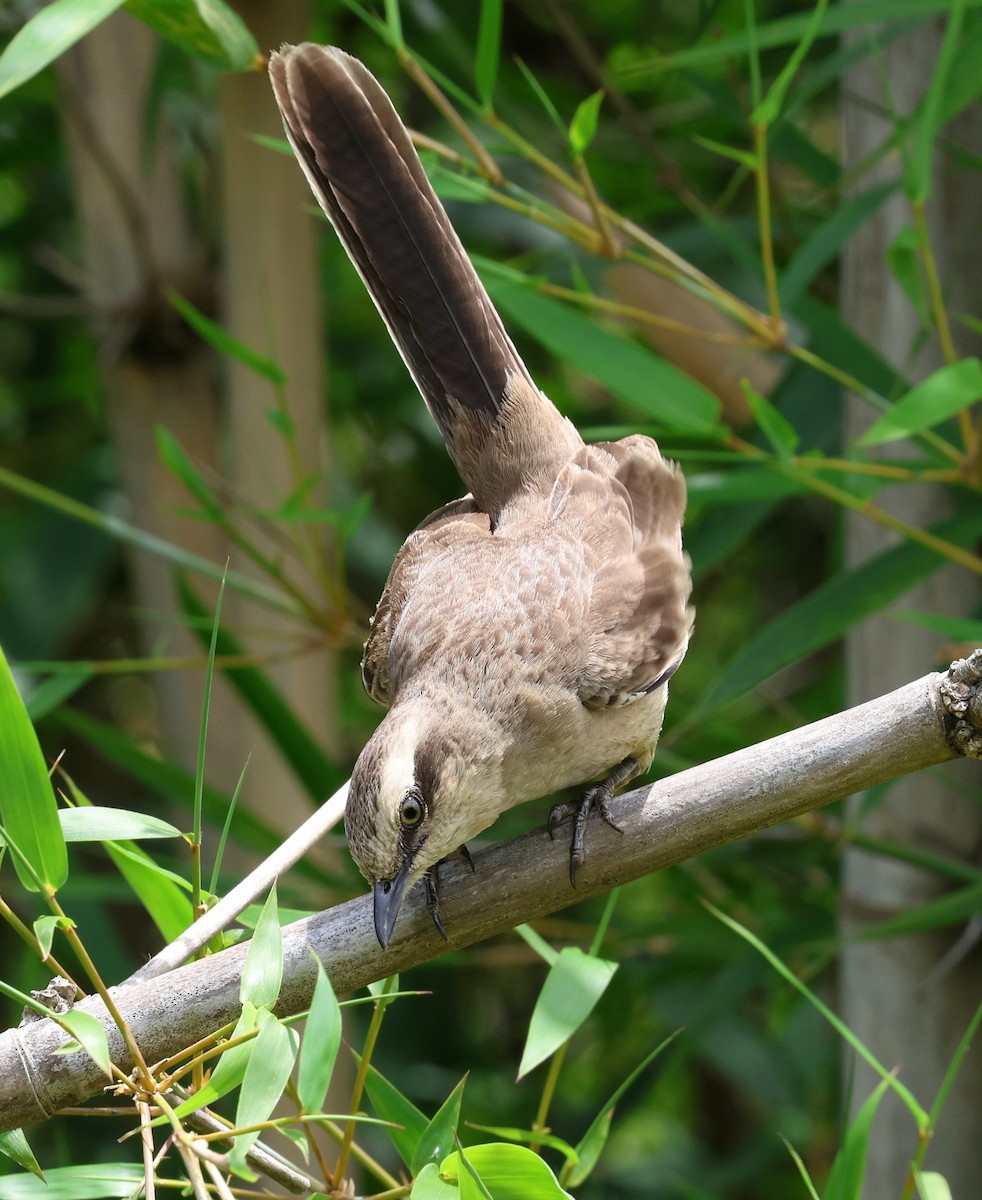 Kampo Taklitçisi - ML644715216