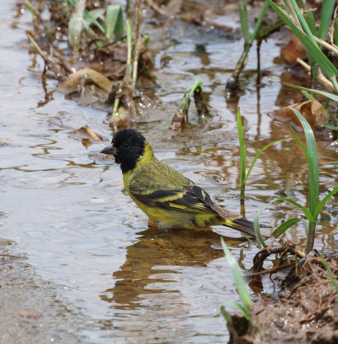 hettesisik - ML644715225