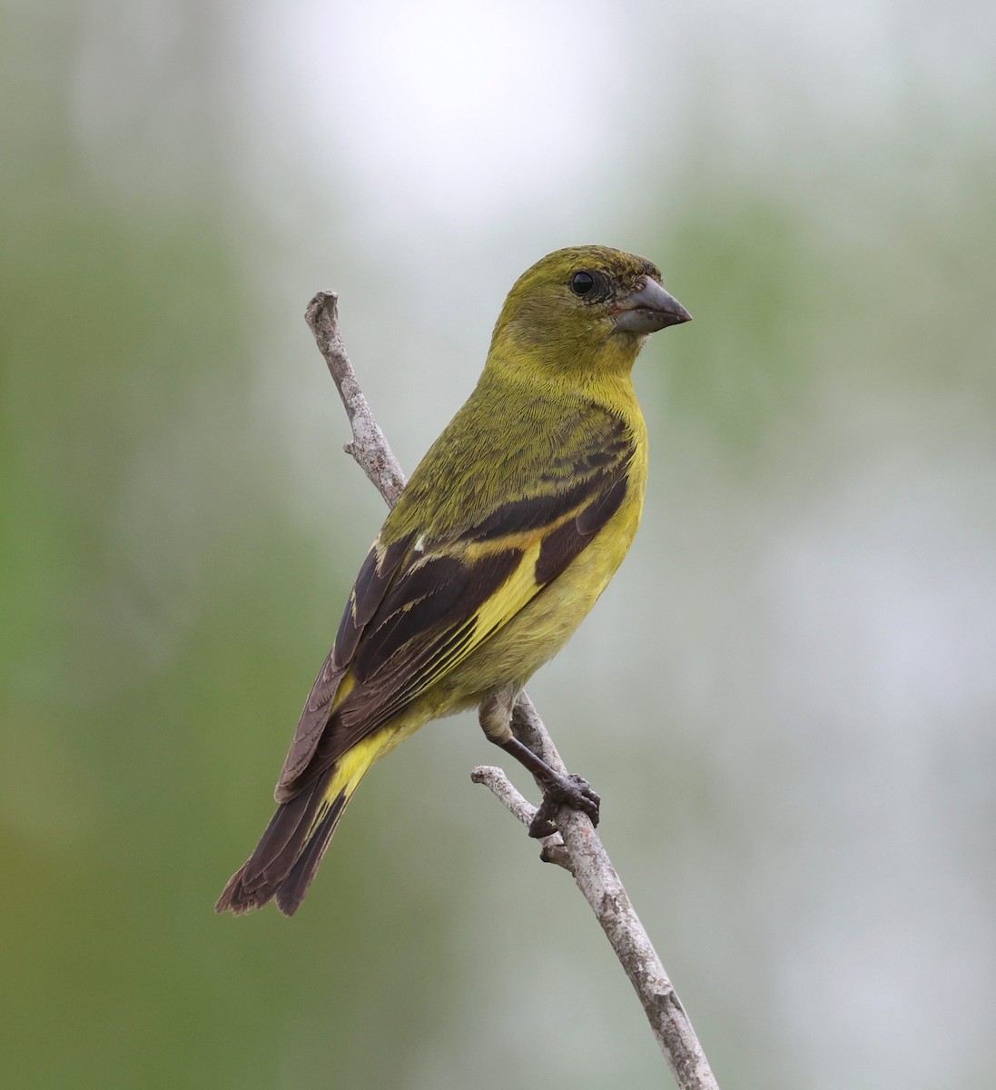 hettesisik - ML644715226