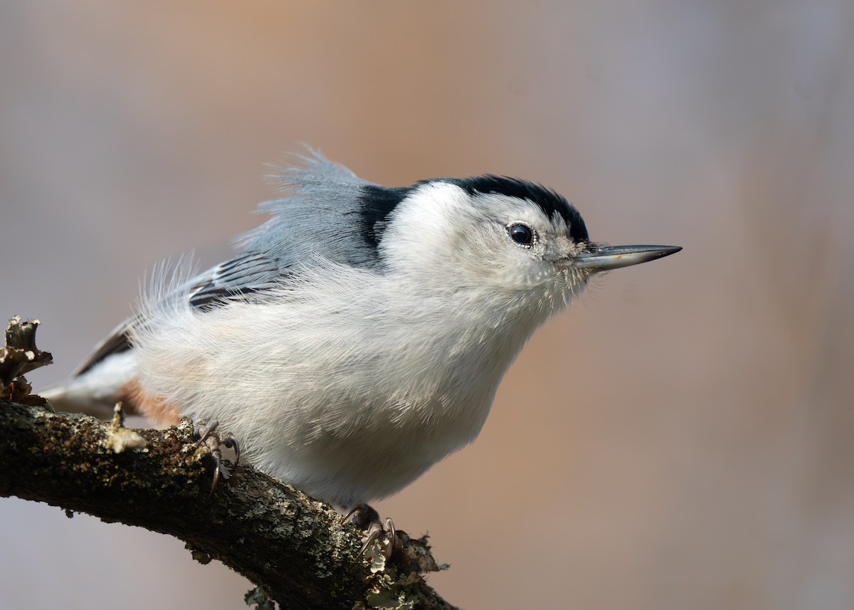 White-breasted Nuthatch - ML644715227