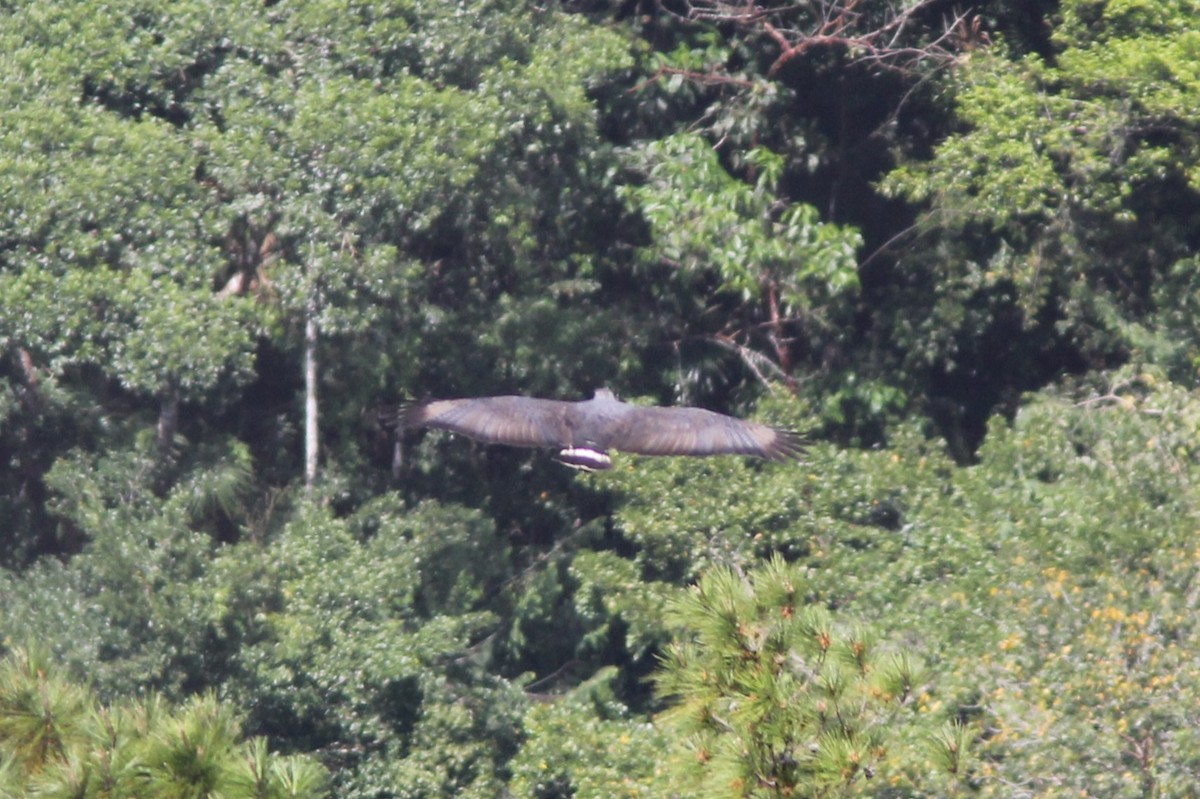 Buse solitaire - ML644715244