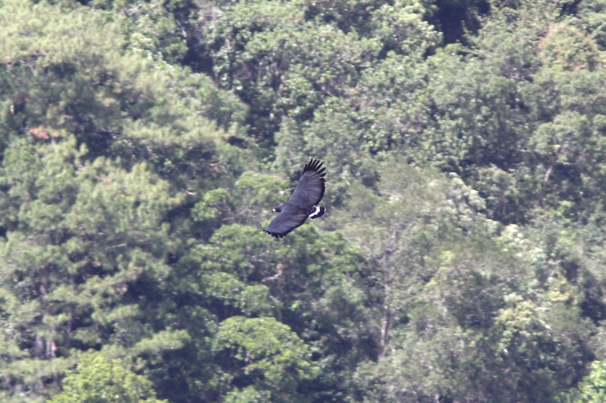 Buse solitaire - ML644715245