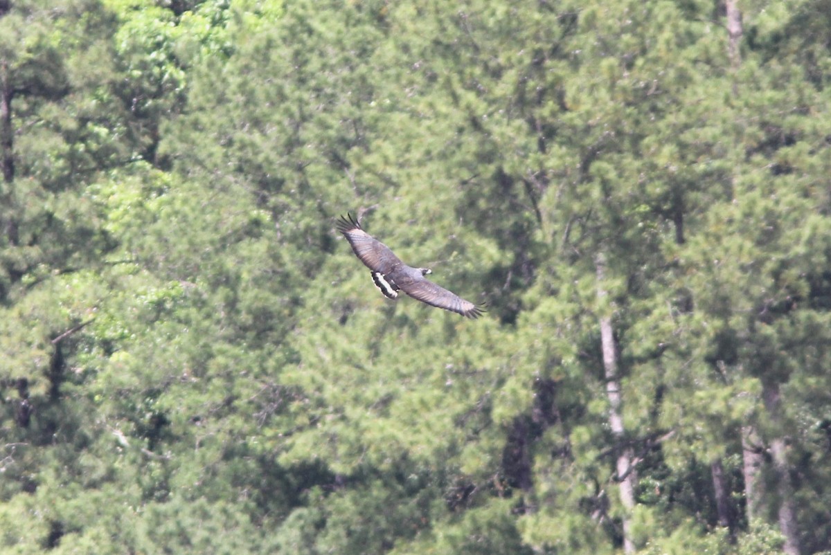 Buse solitaire - ML644715246