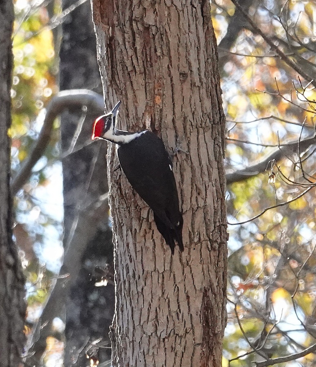 Pileated Woodpecker - ML644715249