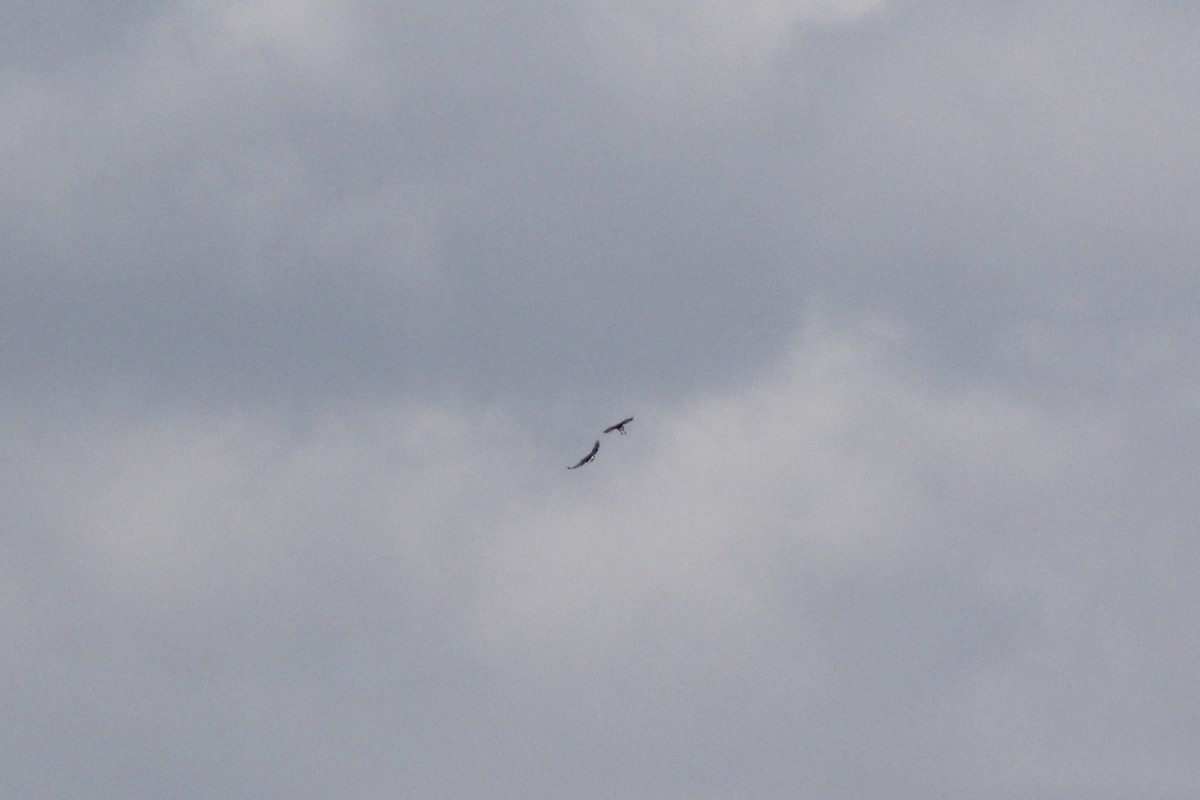 Buse solitaire - ML644715255