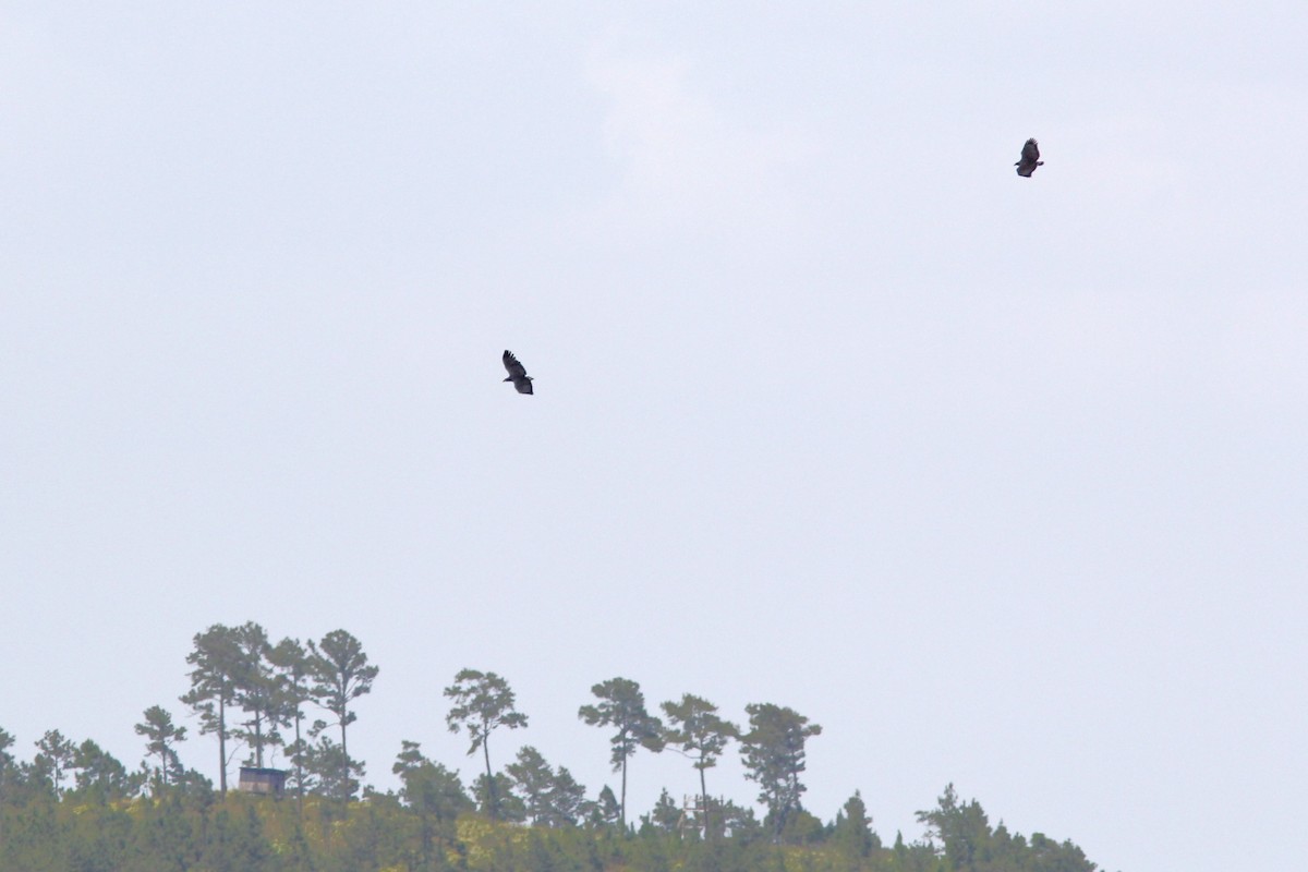 Buse solitaire - ML644715266