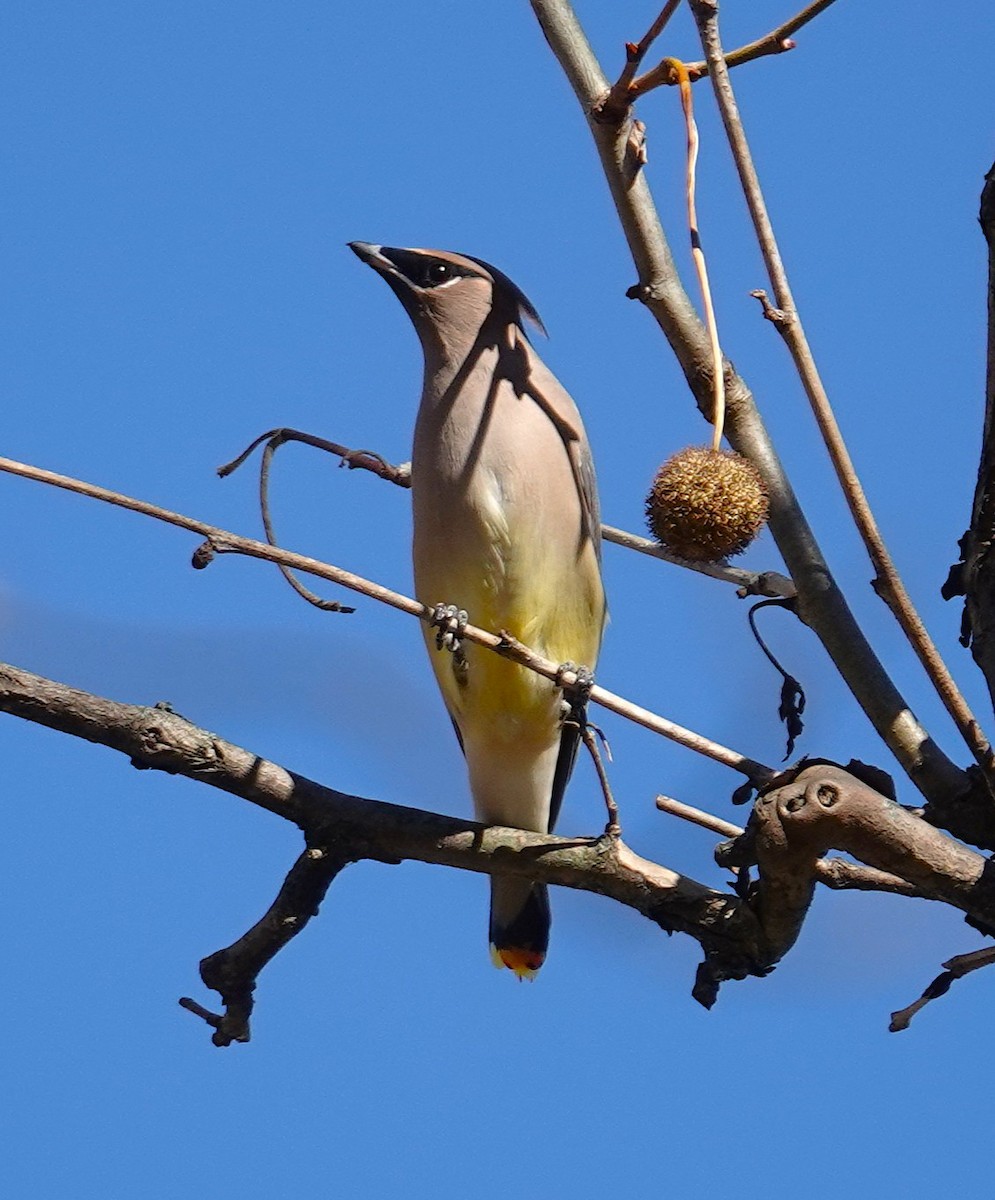 brkoslav americký - ML644715268