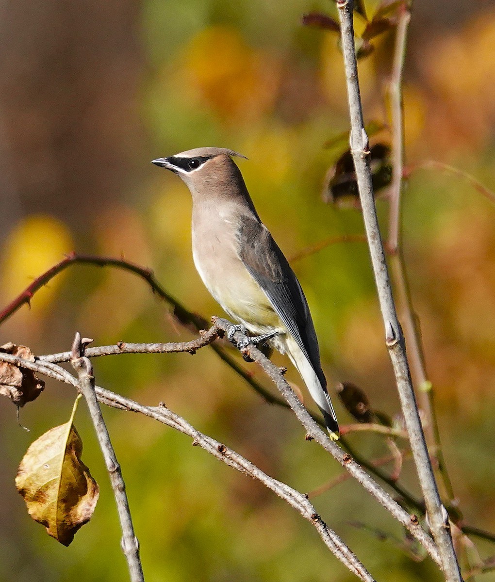 brkoslav americký - ML644715269