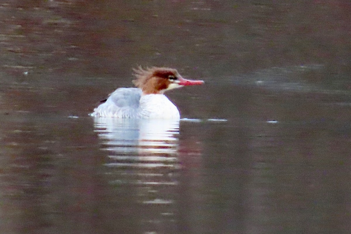 morčák velký - ML644715270