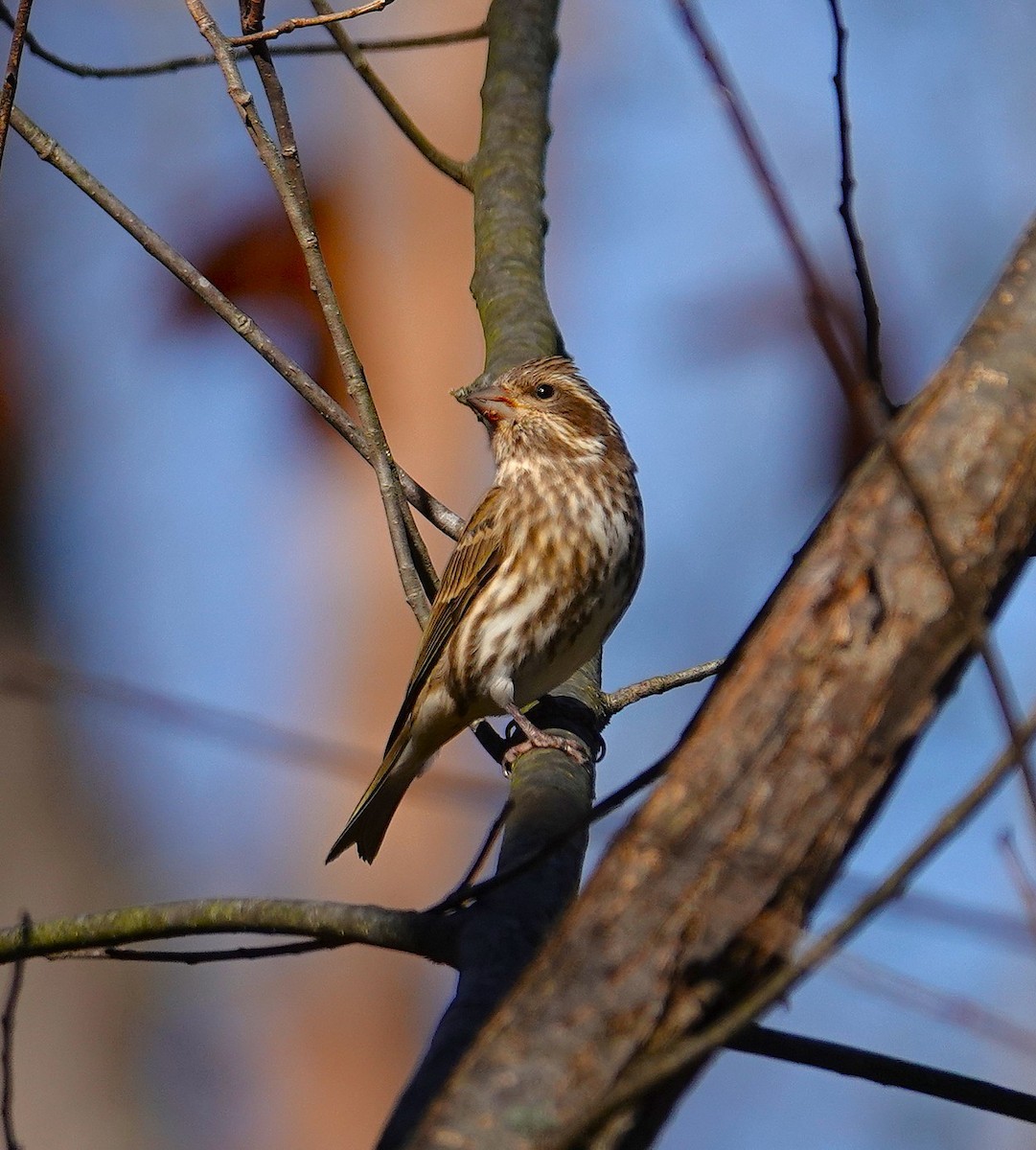 Purple Finch - ML644715278