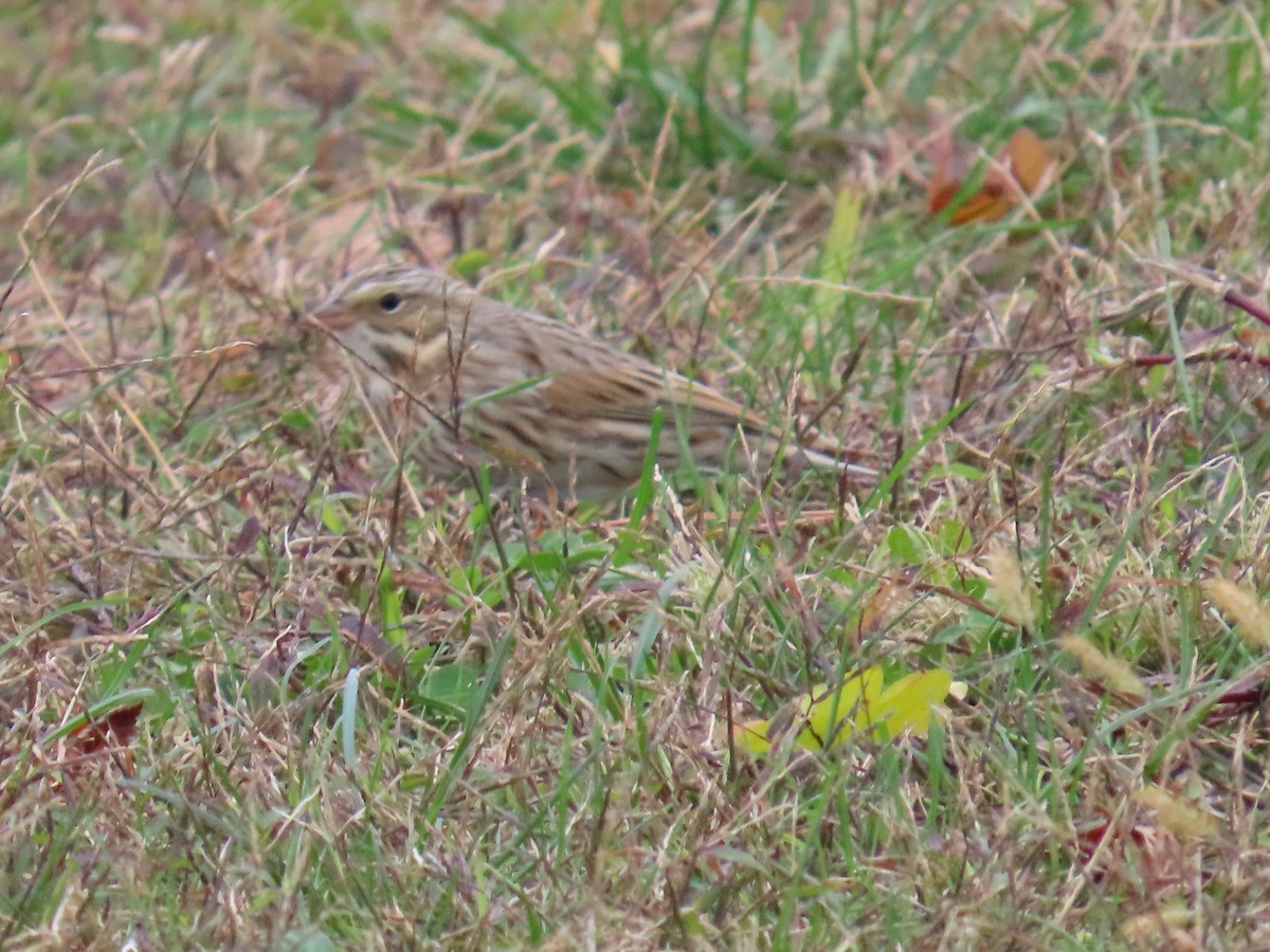 strnadec luční (ssp. princeps) - ML644715291