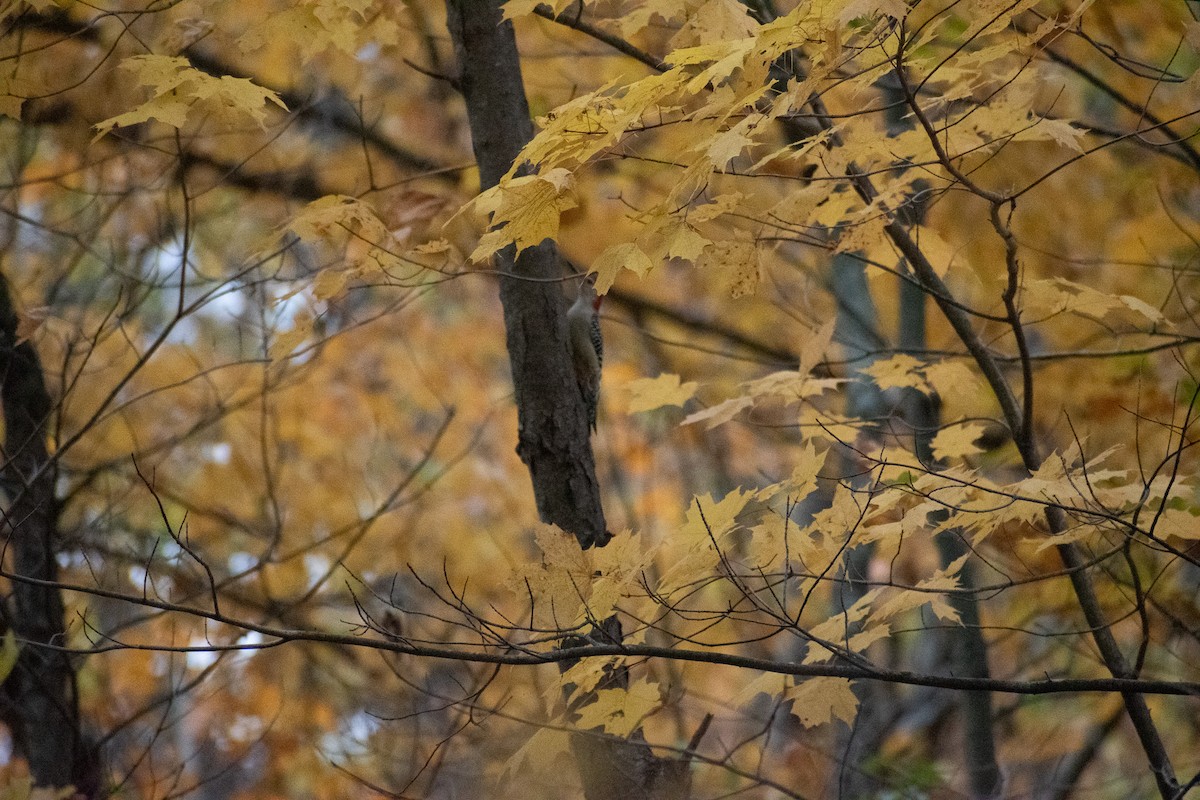 Carolinaspecht - ML644715292