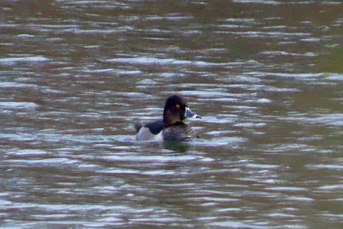 polák proužkozobý - ML644715298