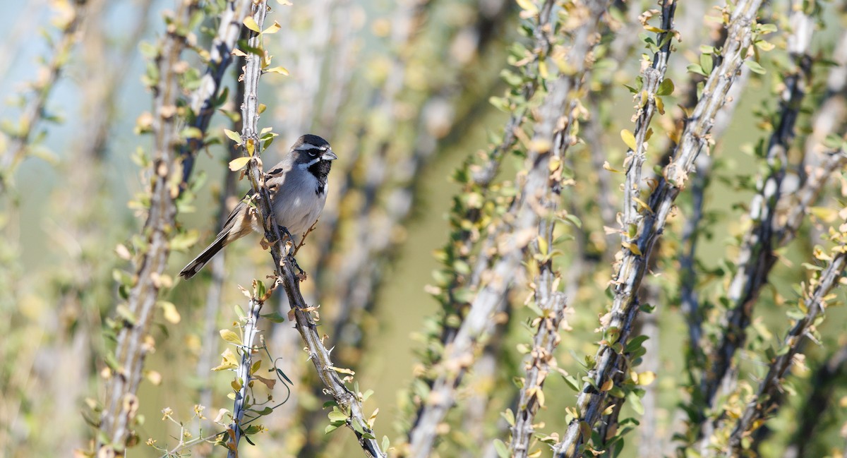 Black-throated Sparrow - ML644715299