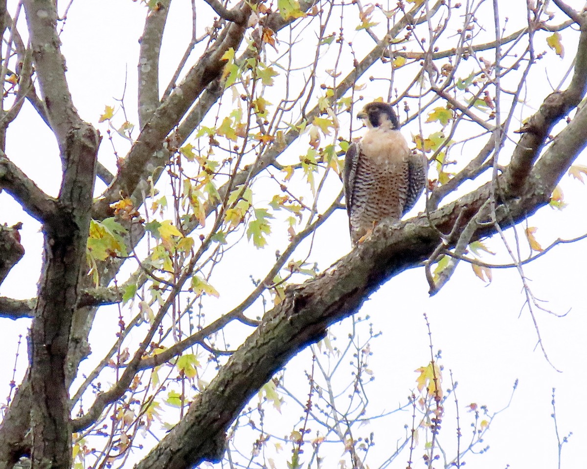 Peregrine Falcon - ML644715303