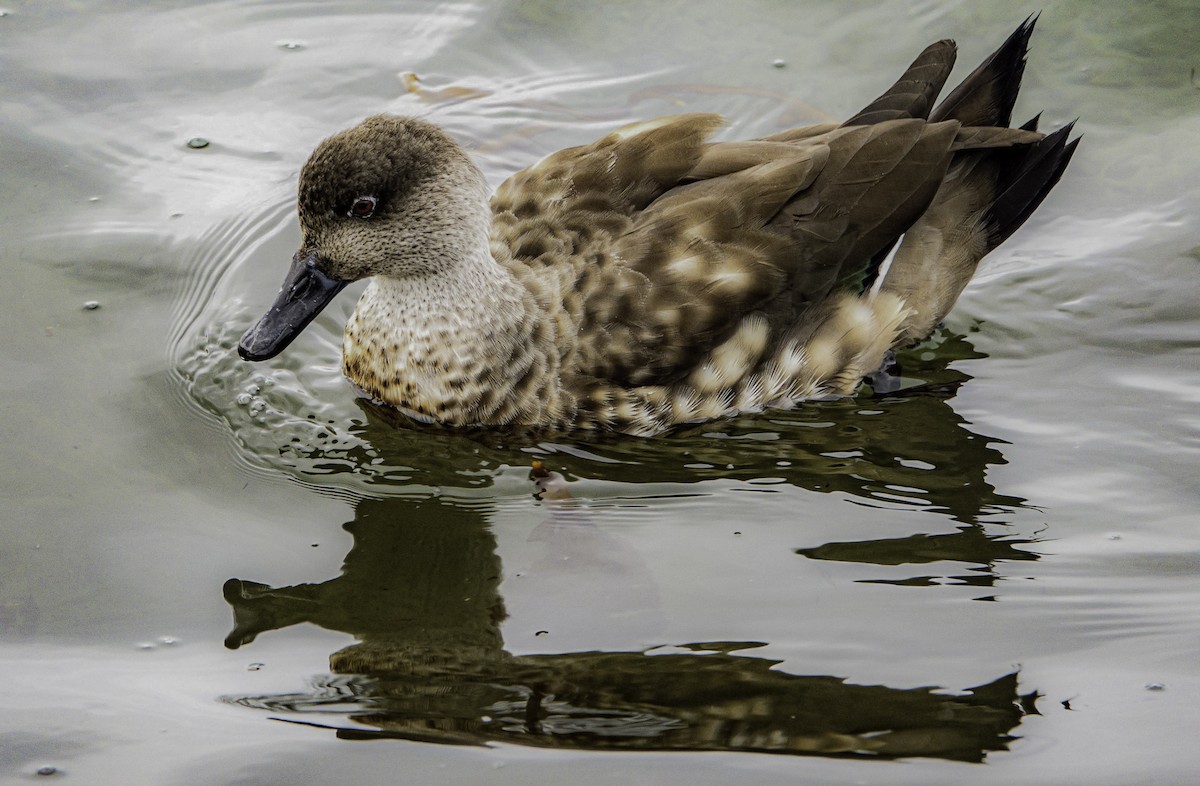 Crested Duck - ML644715305