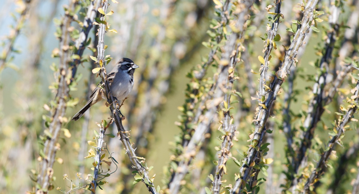 Black-throated Sparrow - ML644715307