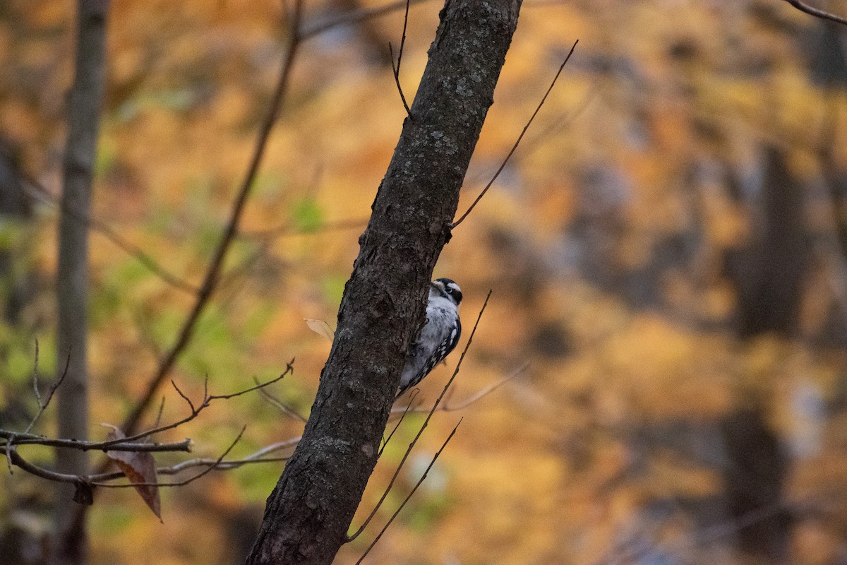 Pic mineur (pubescens/medianus) - ML644715308