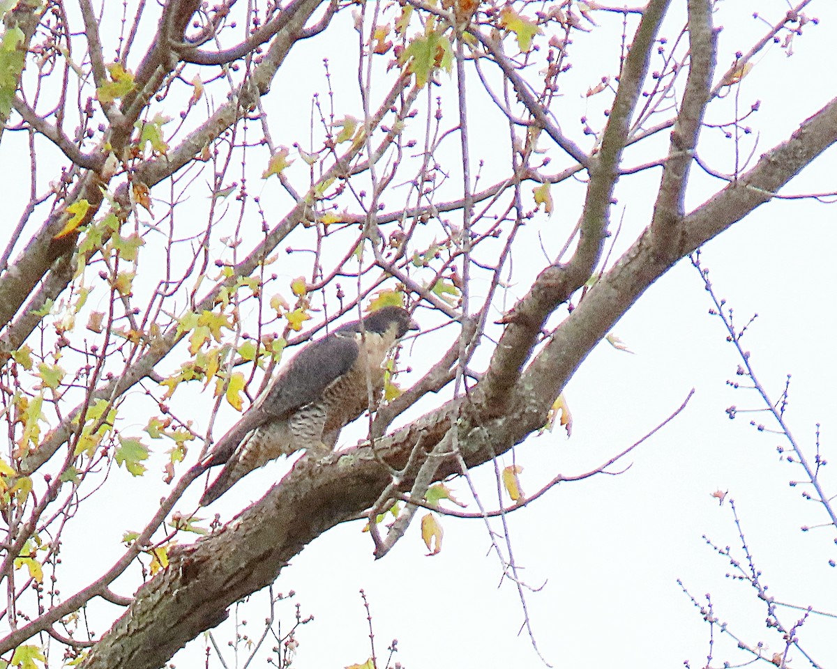 Peregrine Falcon - ML644715312