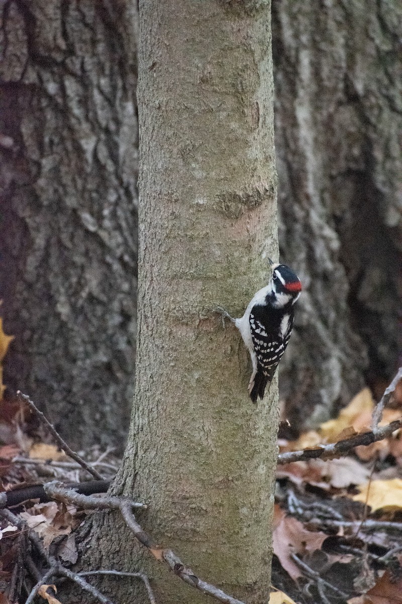 Pic mineur (pubescens/medianus) - ML644715314