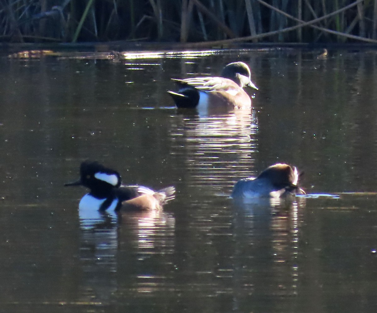 Hooded Merganser - ML644715318