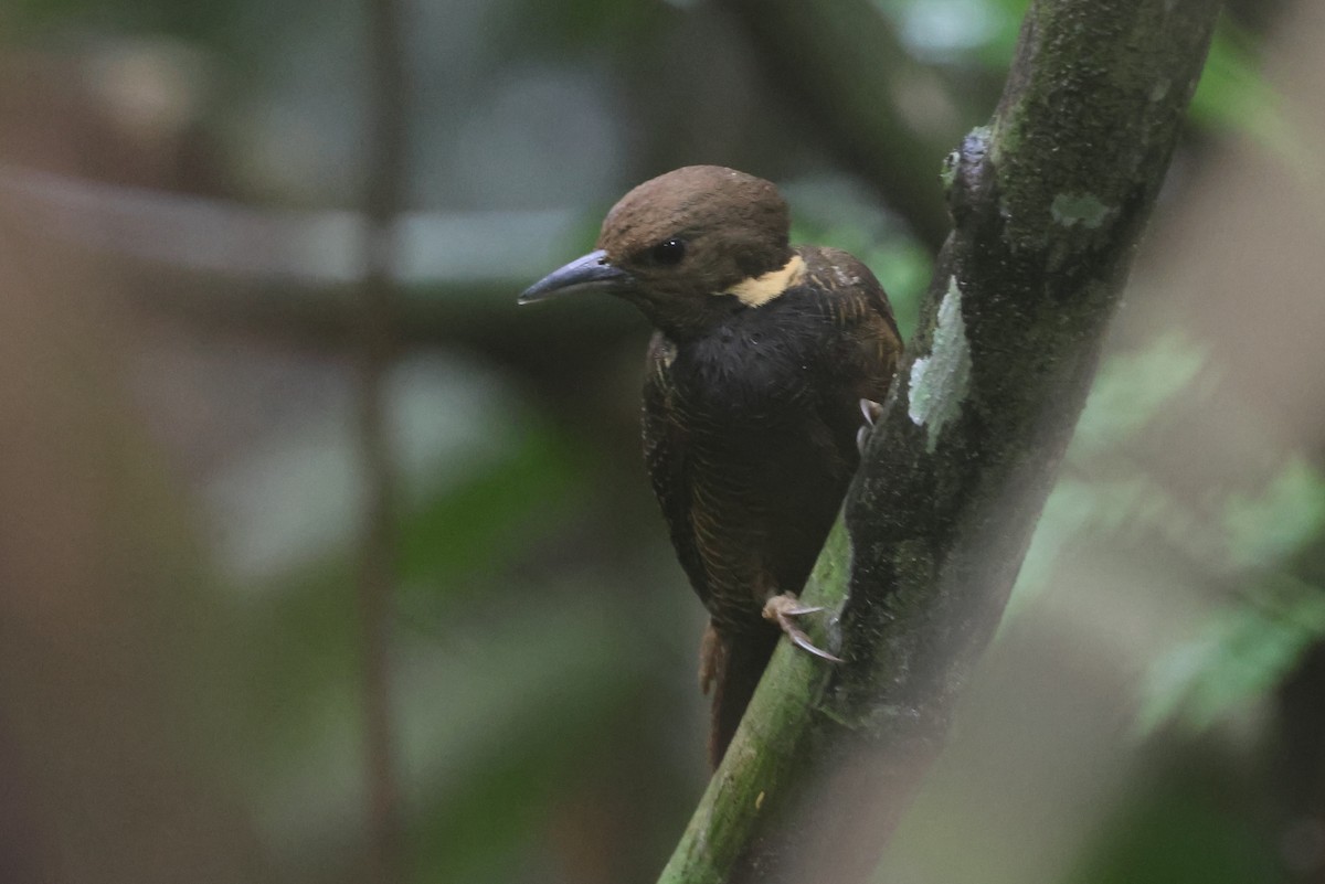 Tukkispecht - ML644715319