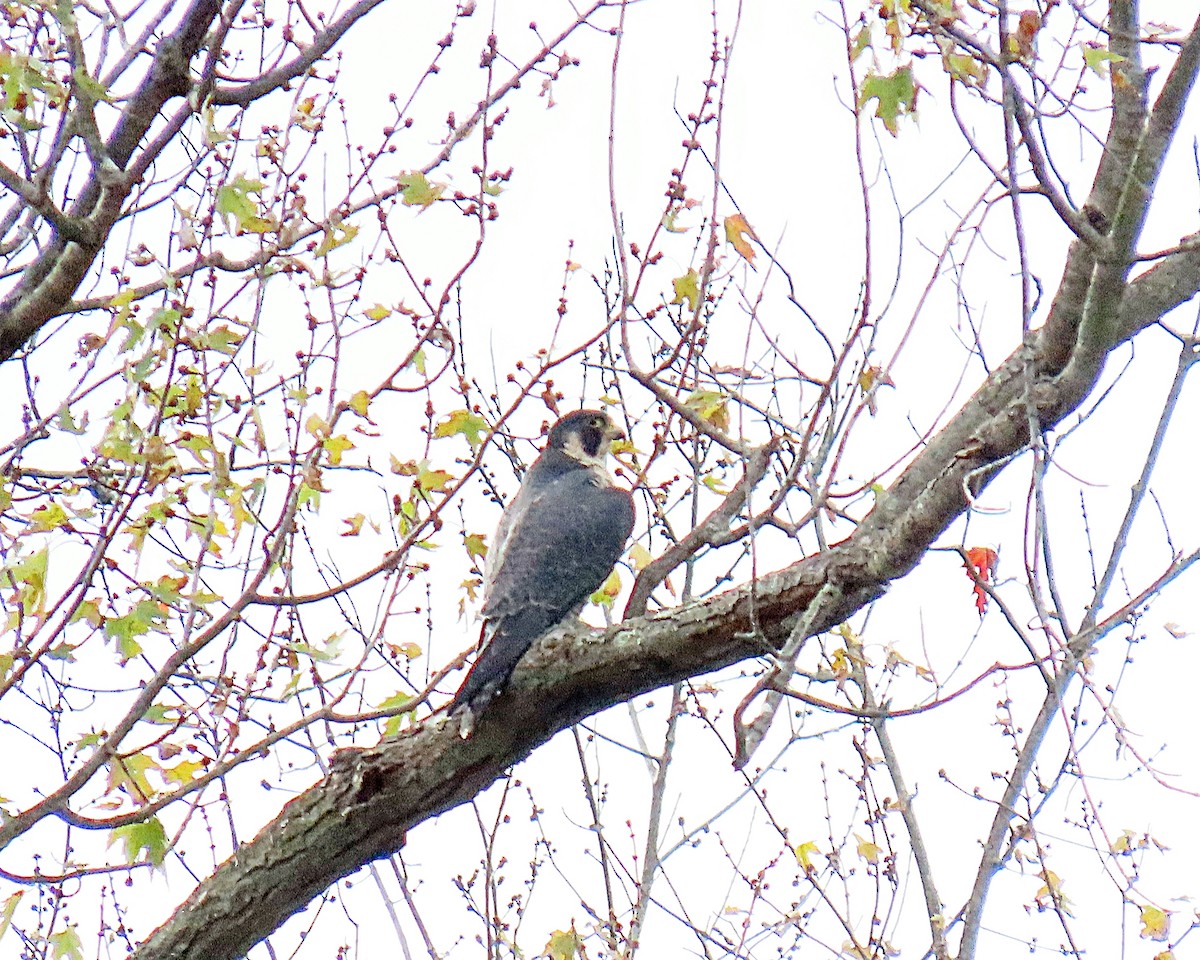 Peregrine Falcon - ML644715320