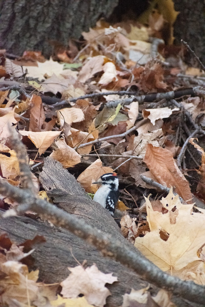 Pic mineur (pubescens/medianus) - ML644715322