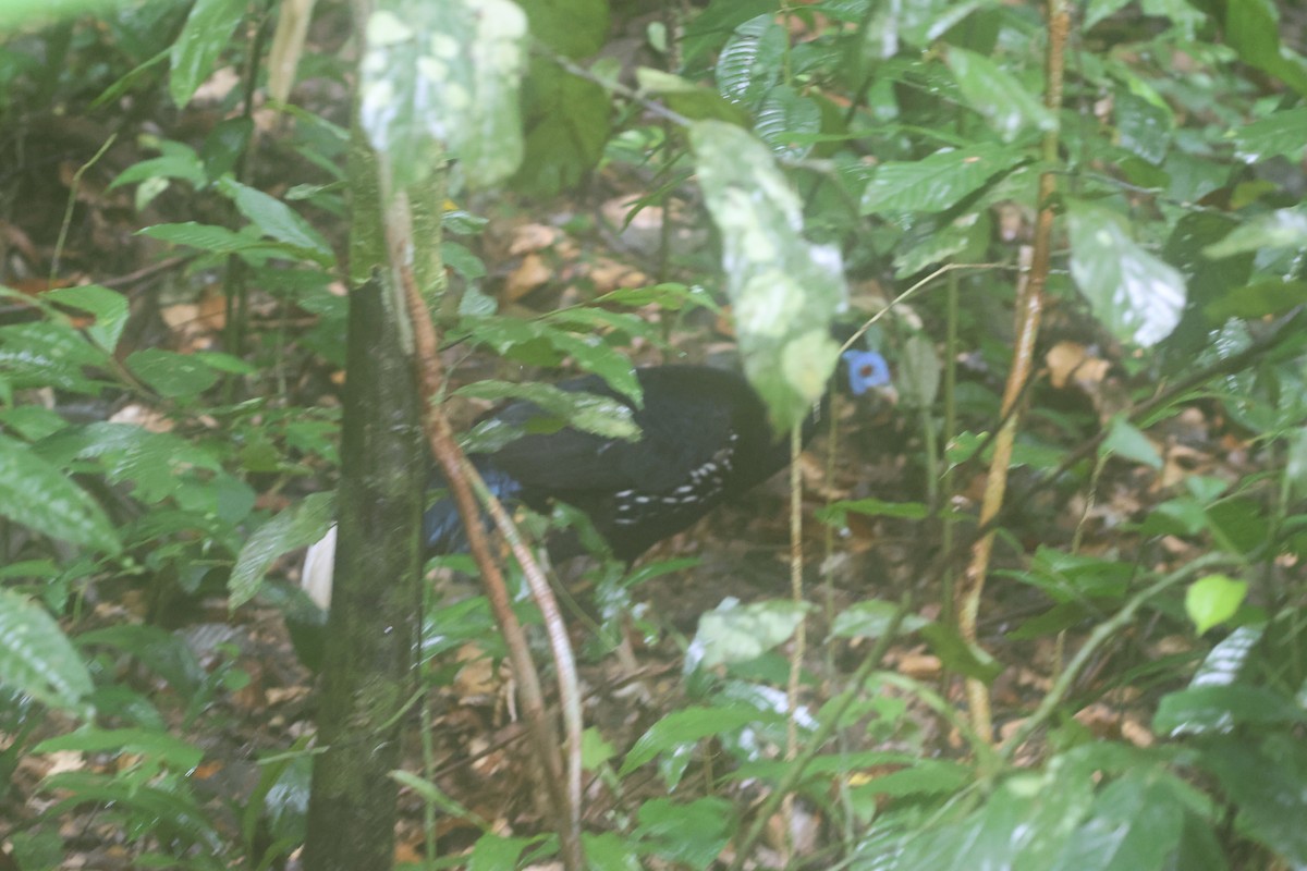 Malayan Crested Fireback - ML644715331