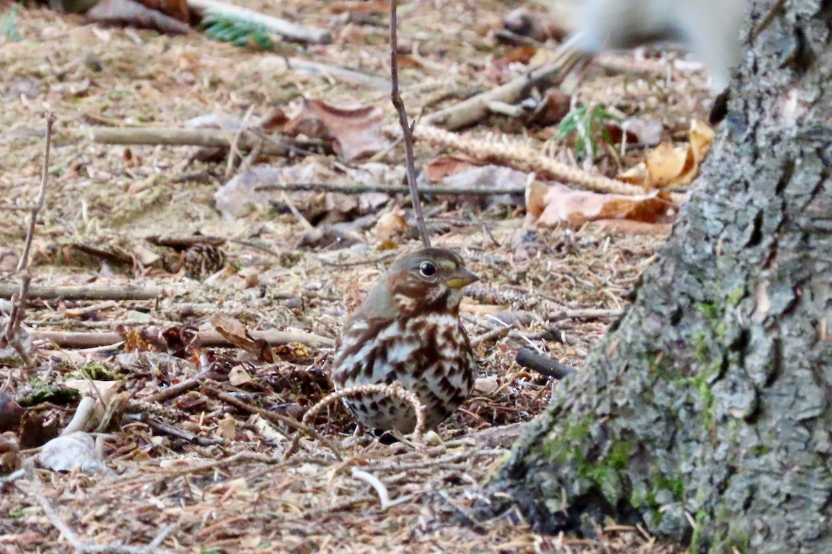 strnadec kaštanový - ML644715336