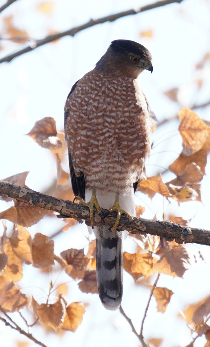 Cooper Atmacası - ML644715341