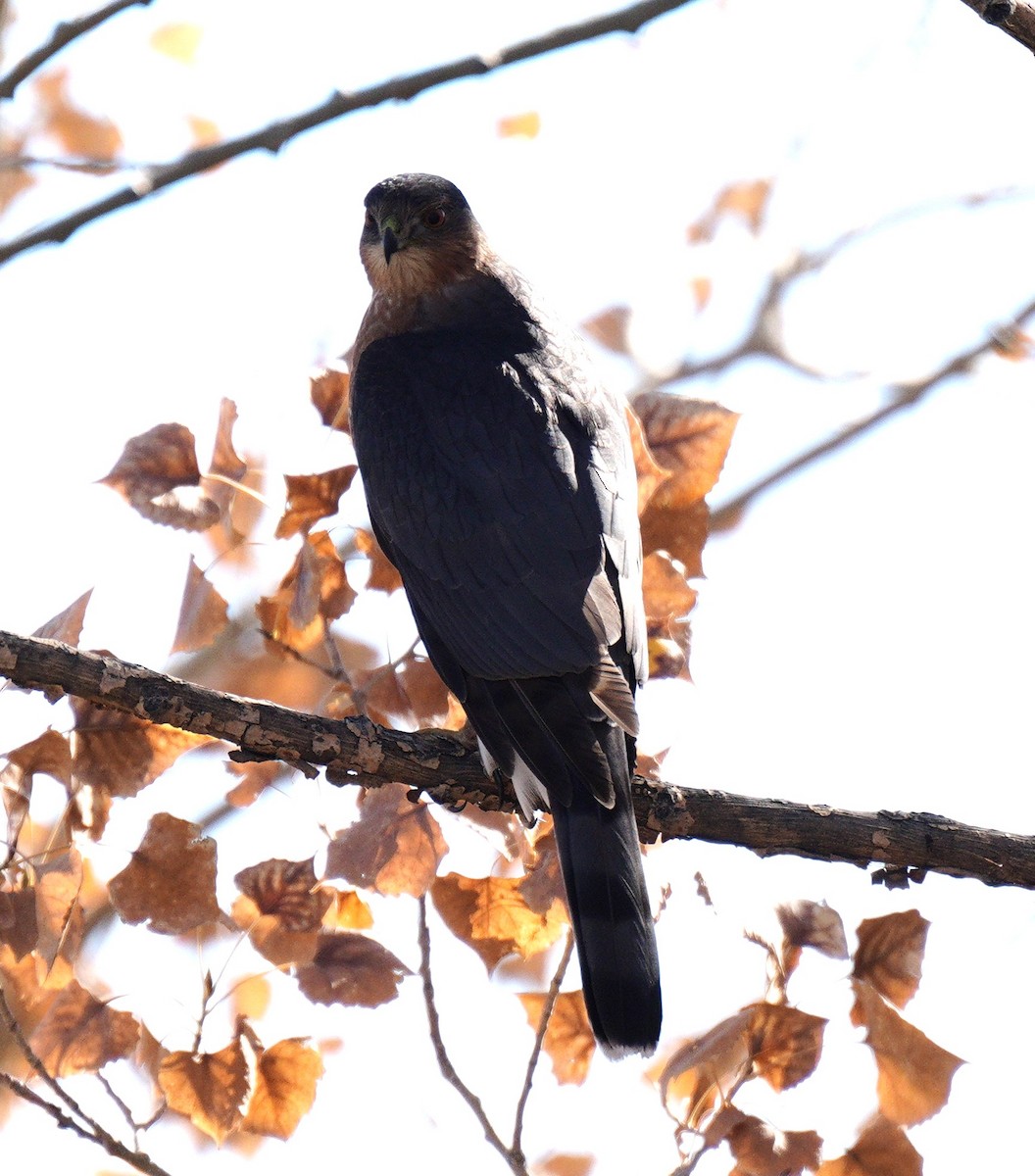 Cooper Atmacası - ML644715342