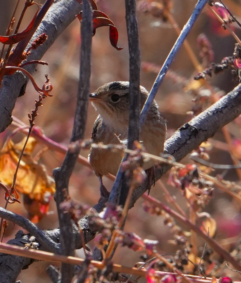 Kındıra Çıtkuşu - ML644715349