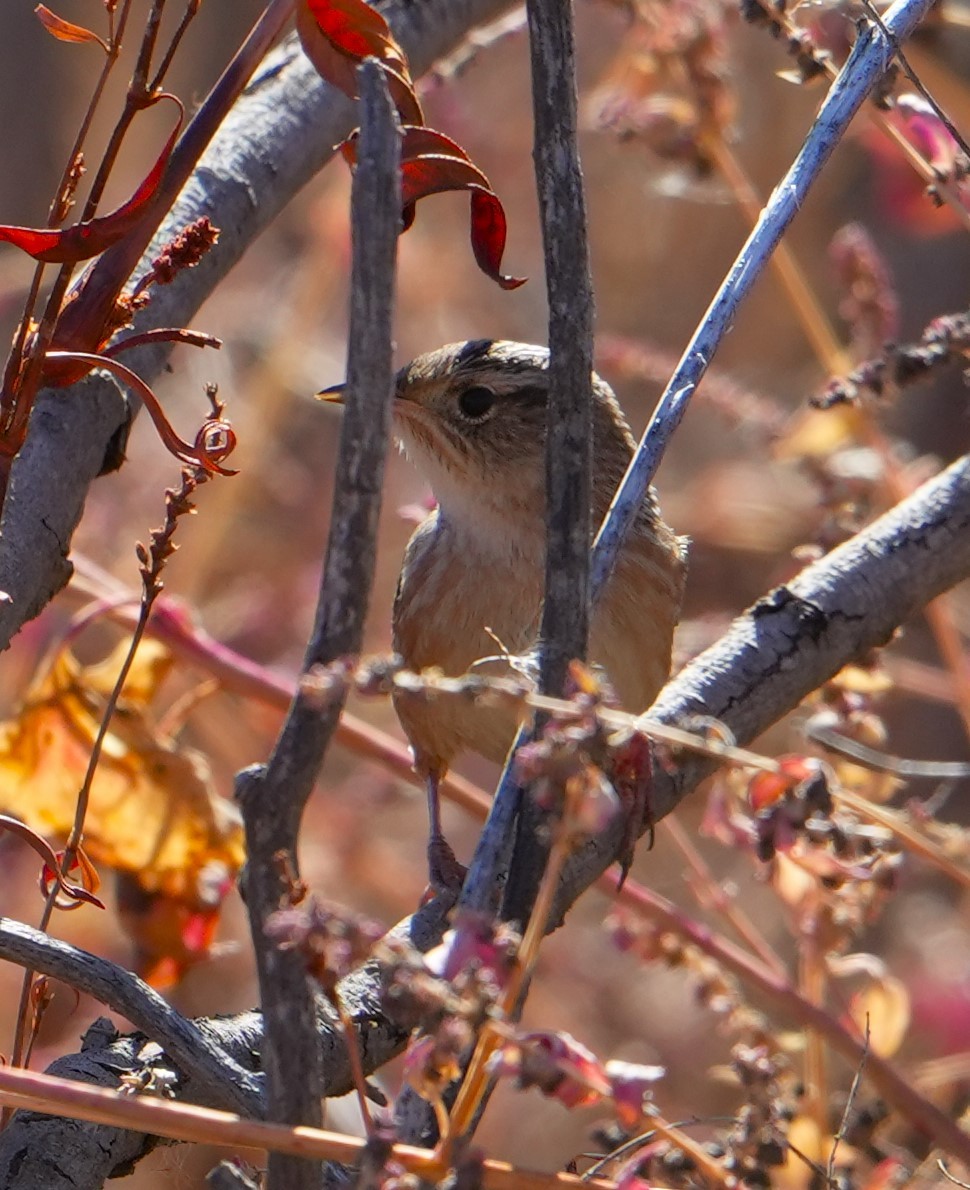 Kındıra Çıtkuşu - ML644715350