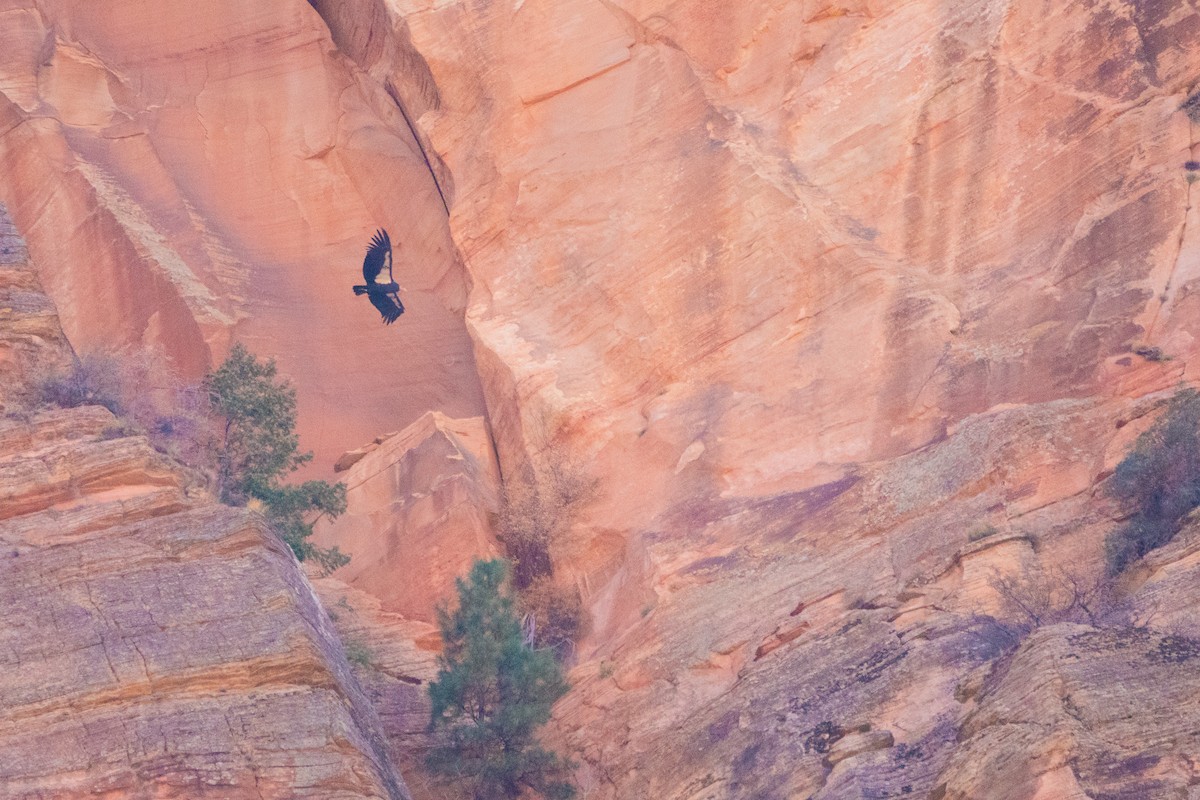 California Condor - ML644715355