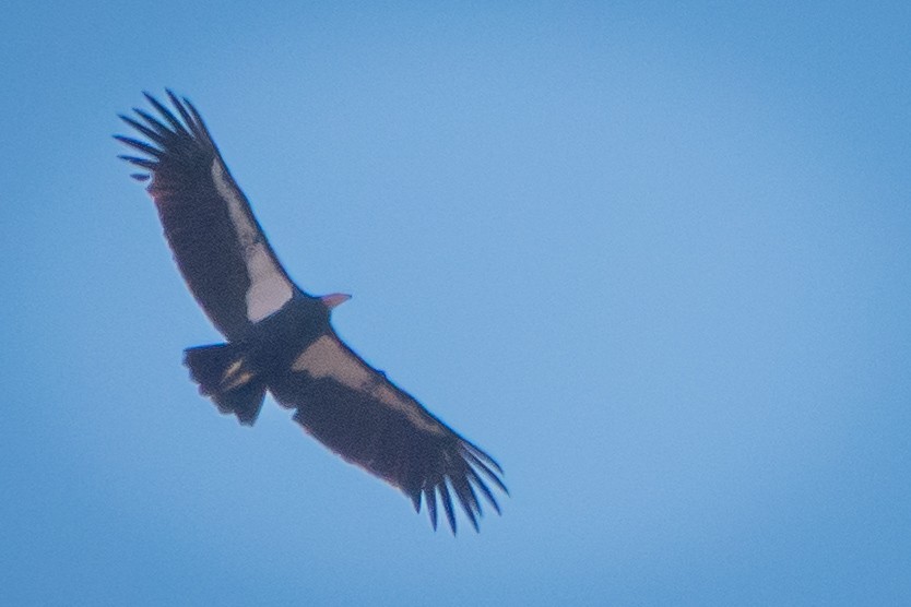 California Condor - ML644715356