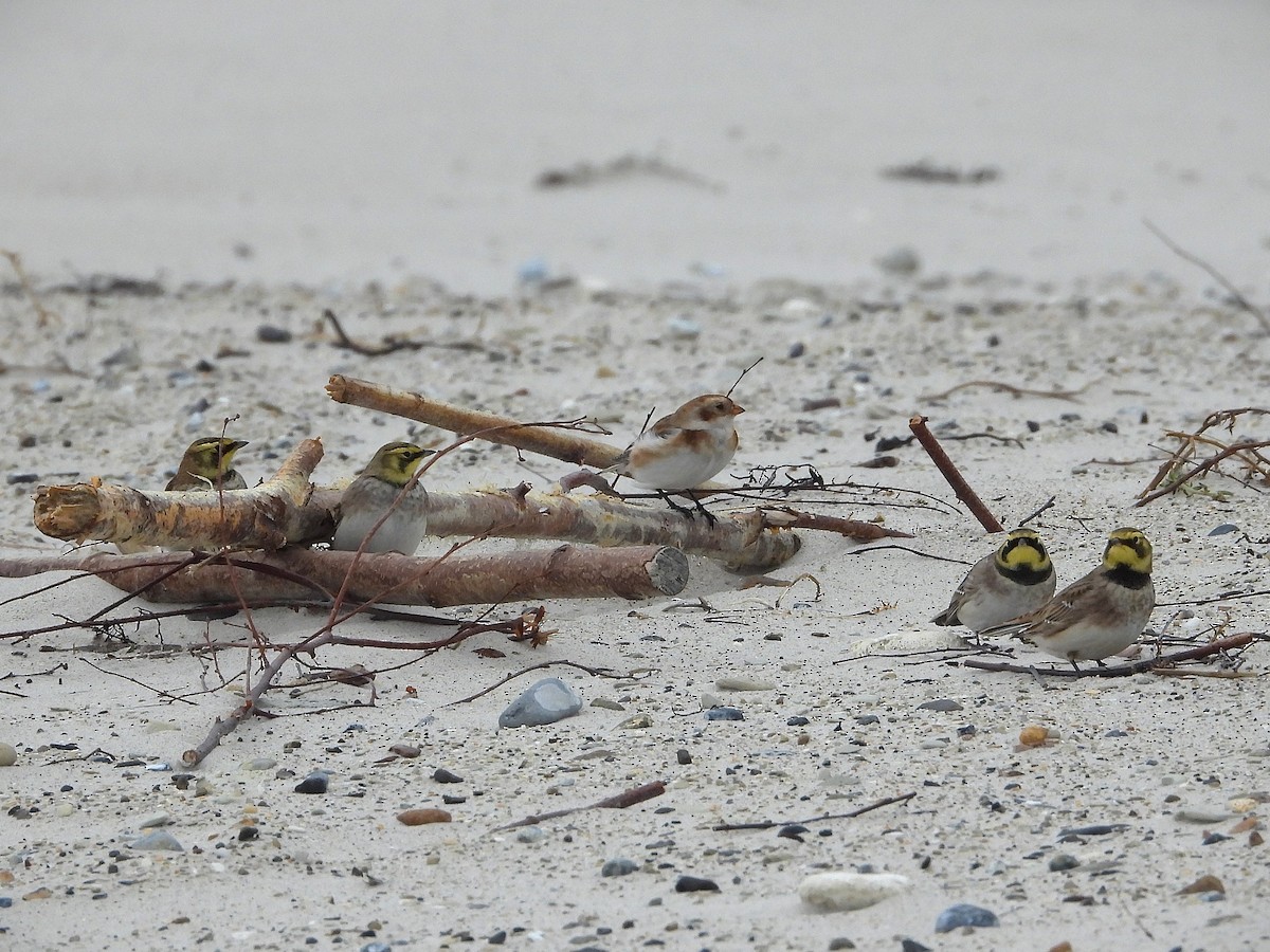 Жайворонок рогатий - ML644715369