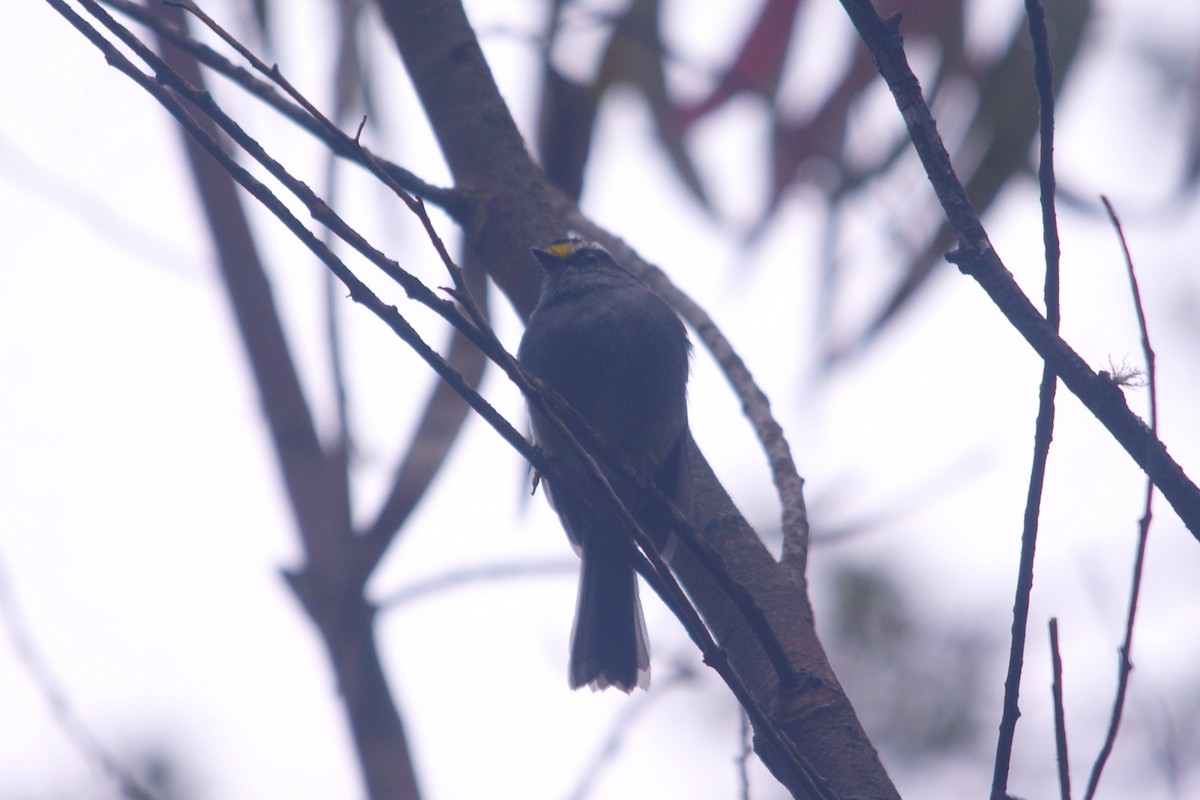 Jelski's Chat-Tyrant - ML644715376