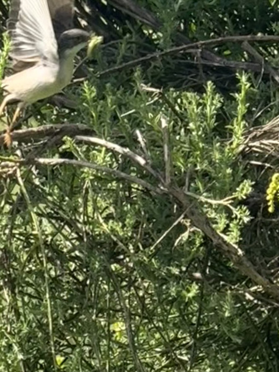 Sardinian Warbler - ML644715378
