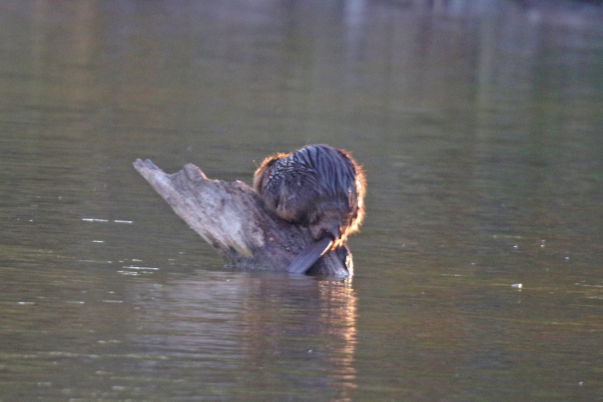 American Beaver - ML644715385