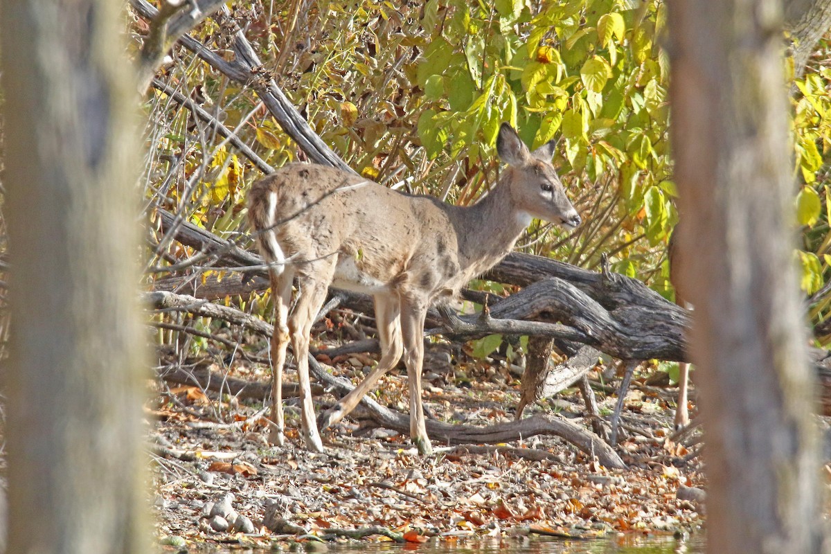 White-tailed Deer - ML644715386