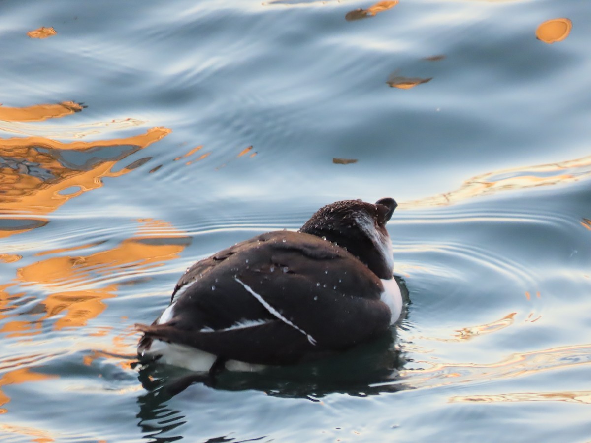 Razorbill - ML644715401