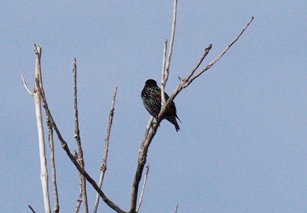 Göçmen Ardıç - ML644715402