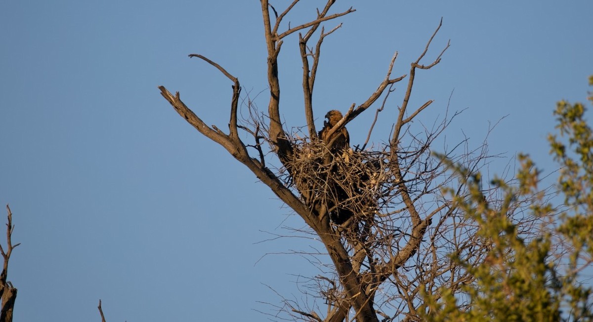 Tawny Eagle - ML644715405