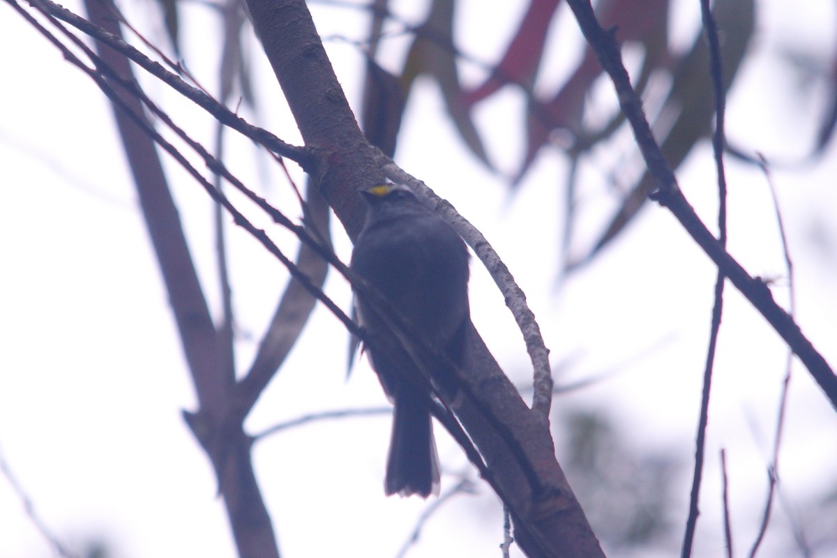 Jelski's Chat-Tyrant - ML644715413