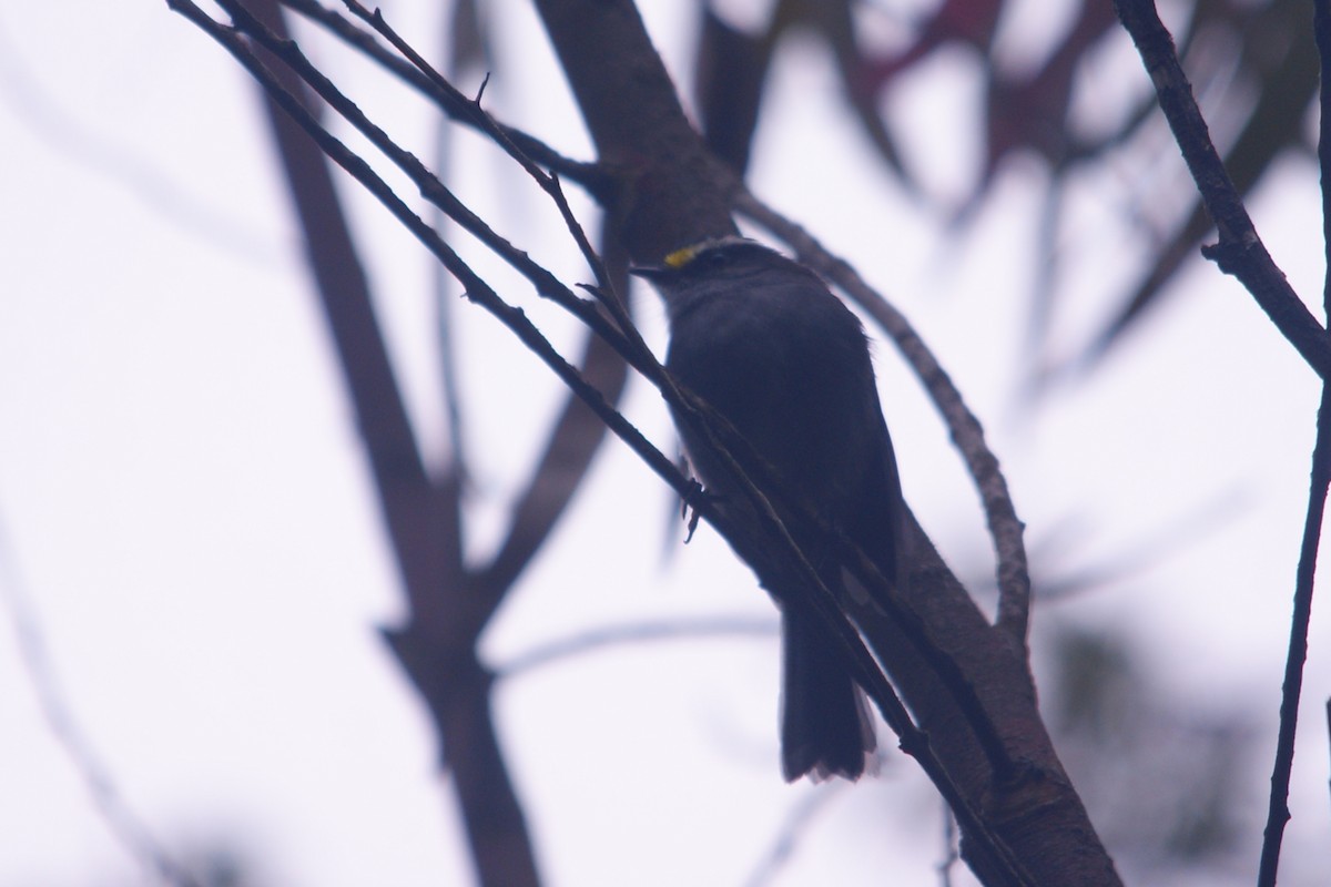 Jelski's Chat-Tyrant - ML644715415