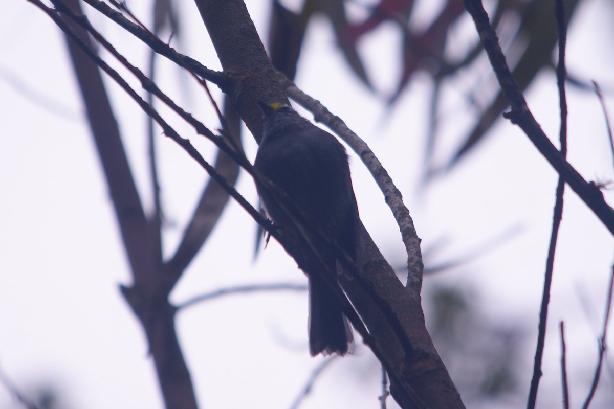 Jelski's Chat-Tyrant - ML644715416