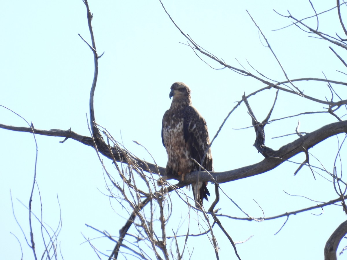 Ak Başlı Kartal - ML644715424